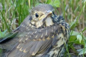 Nestling of bird
