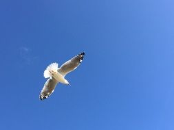 Seagull in the sky on a sunny day