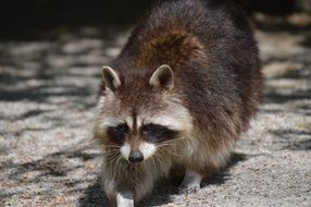 furry raccoon at the zoo