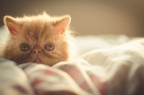 Cutest kitten
