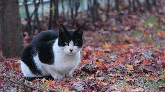 Black and white kitty is in the forest
