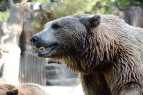 Bears in the animal park