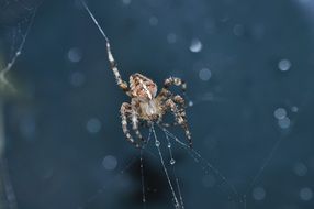 shaggy spider weaves a web
