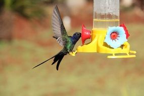 hummingbird drinks water from the feeder