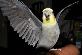 Angry Cockatiel bird with a wide wingspan close up