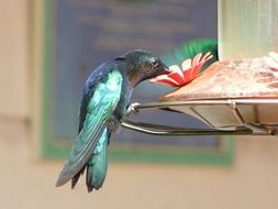 green hummingbird at the feeder