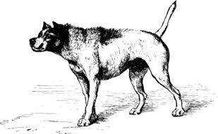 painted big dog