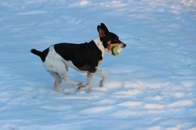 dog is playing with a ball in the snow