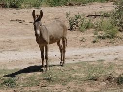 poultry Donkey in a desert