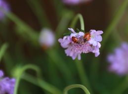 two ladybugs on the purple flower