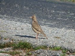 crested lark