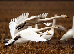 taking off whooper swans