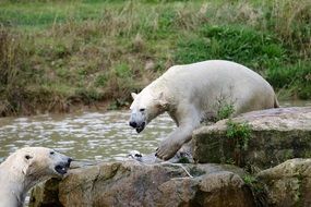 foraging polar bears