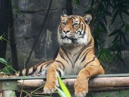 tiger is a majestic predator