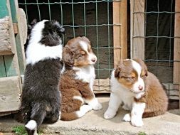 White and brown dogs