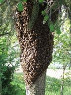 bee swarm on the tree