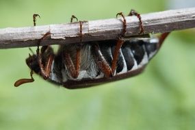 brown chafer