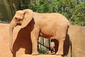 Giant elephant in the zoo