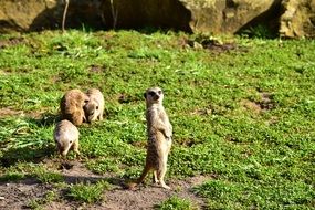 Colorful and cute meerkats on green grass