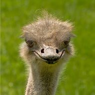 portrait of an african ostrich