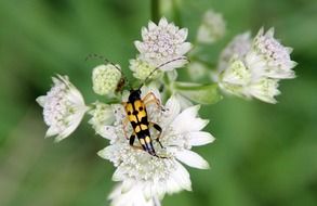 Spotted Insect on white flowers close-up on a blurred background