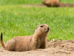 brown Marmot at hole in Zoo
