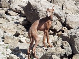 Spanish Greyhound Dog on big stones on a sunny day