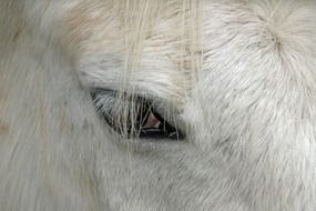 black eye of a white horse