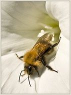 beautiful and cute Honey Bee