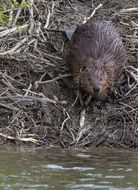 wet beaver