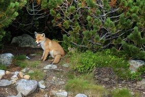 the fox is sitting on the rocks near the tree
