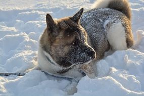 the dog lies in the snow