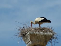the stork and the big nest