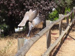 pigeons take off from a wooden fence