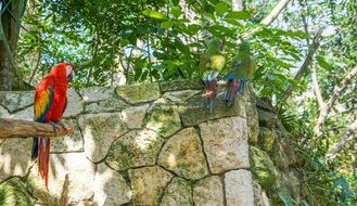 colorful tropical parrot in the aviary