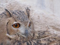 red-eyed owl