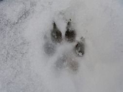 wolf footprint on the snow close-up