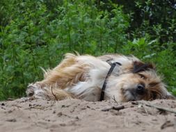 fluffy dog basks on the beach