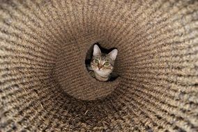 cat at the bottom of a wicker basket