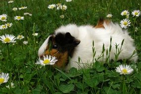 guinea pig on a green meadow with daisies