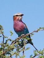 bird with colorful plumage on a tree close-up, botswana