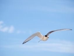 seagull in the clear sky in ireland