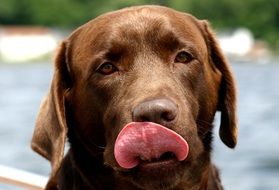 brown labrador with sticking out tongue