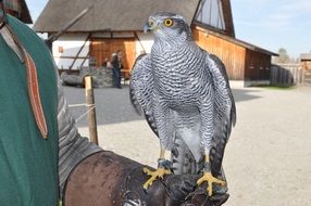 hawk on hand close up
