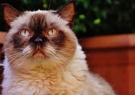 portrait of a relaxed british shorthair