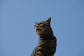 cat against the blue sky