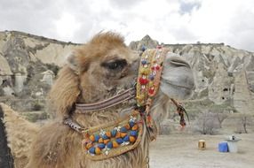 Beautiful camel with colorful decorations in a desert