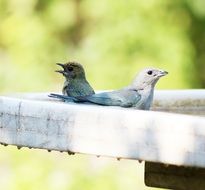 small gray birds in a manger close up