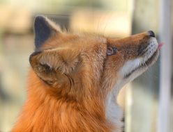 portrait of a red fox in profile