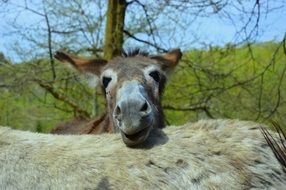Donkey head with open mouth outdoor